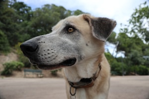 Premium Dog Collar