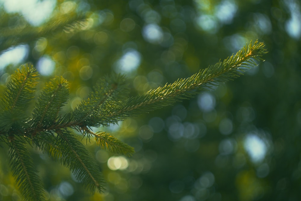 focus photography of green tree