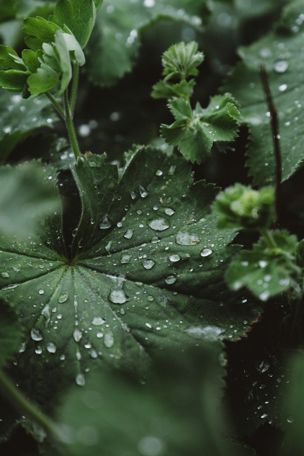 green leafed plant