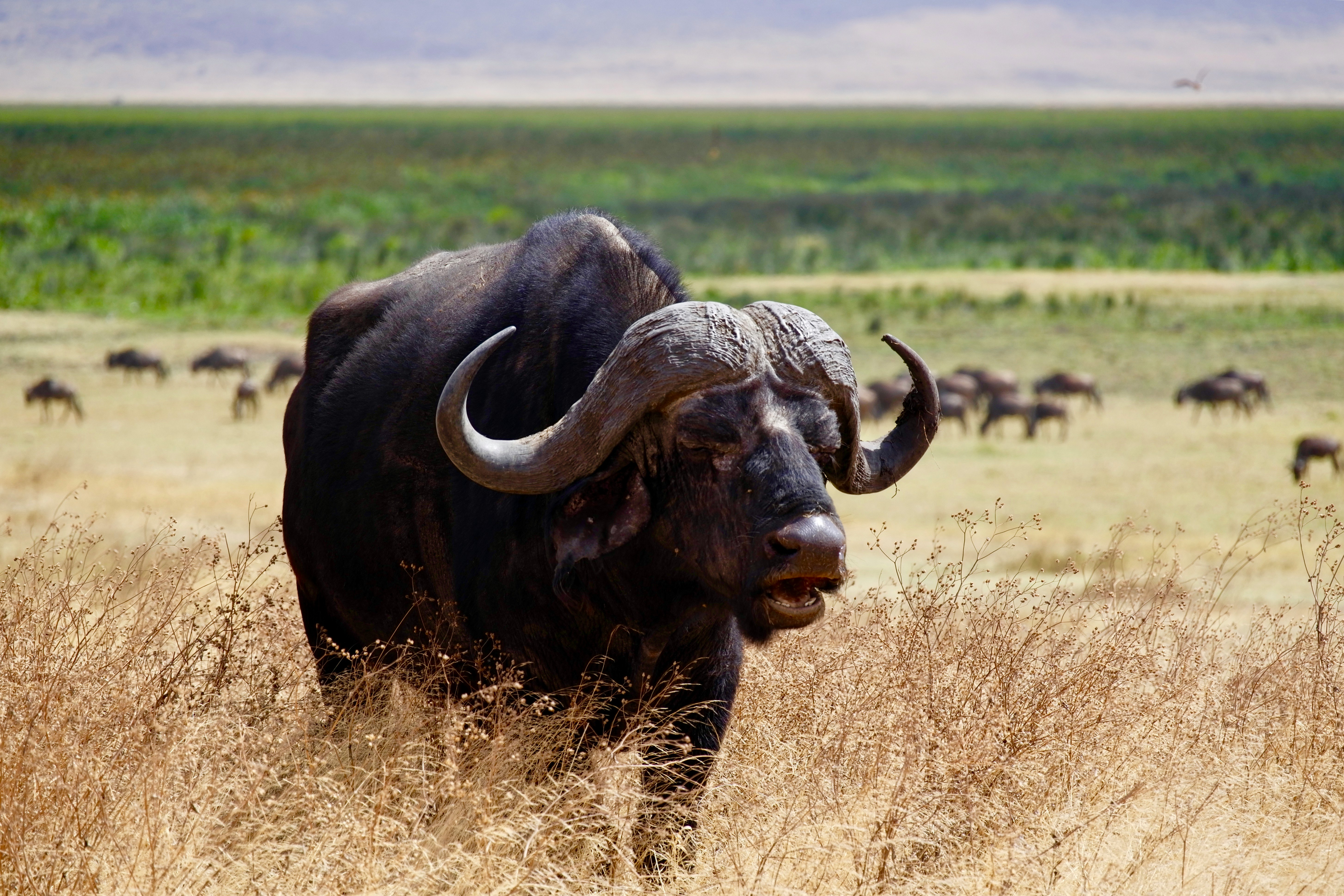 black water buffalo on brown grass field