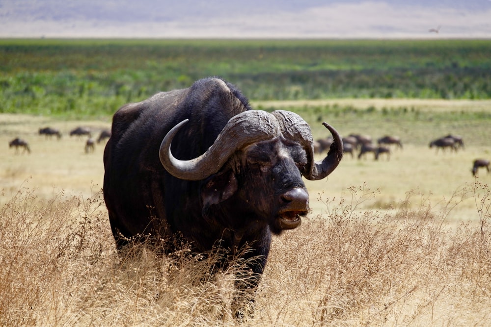 Bufalo d'acqua nera sul campo di erba marrone