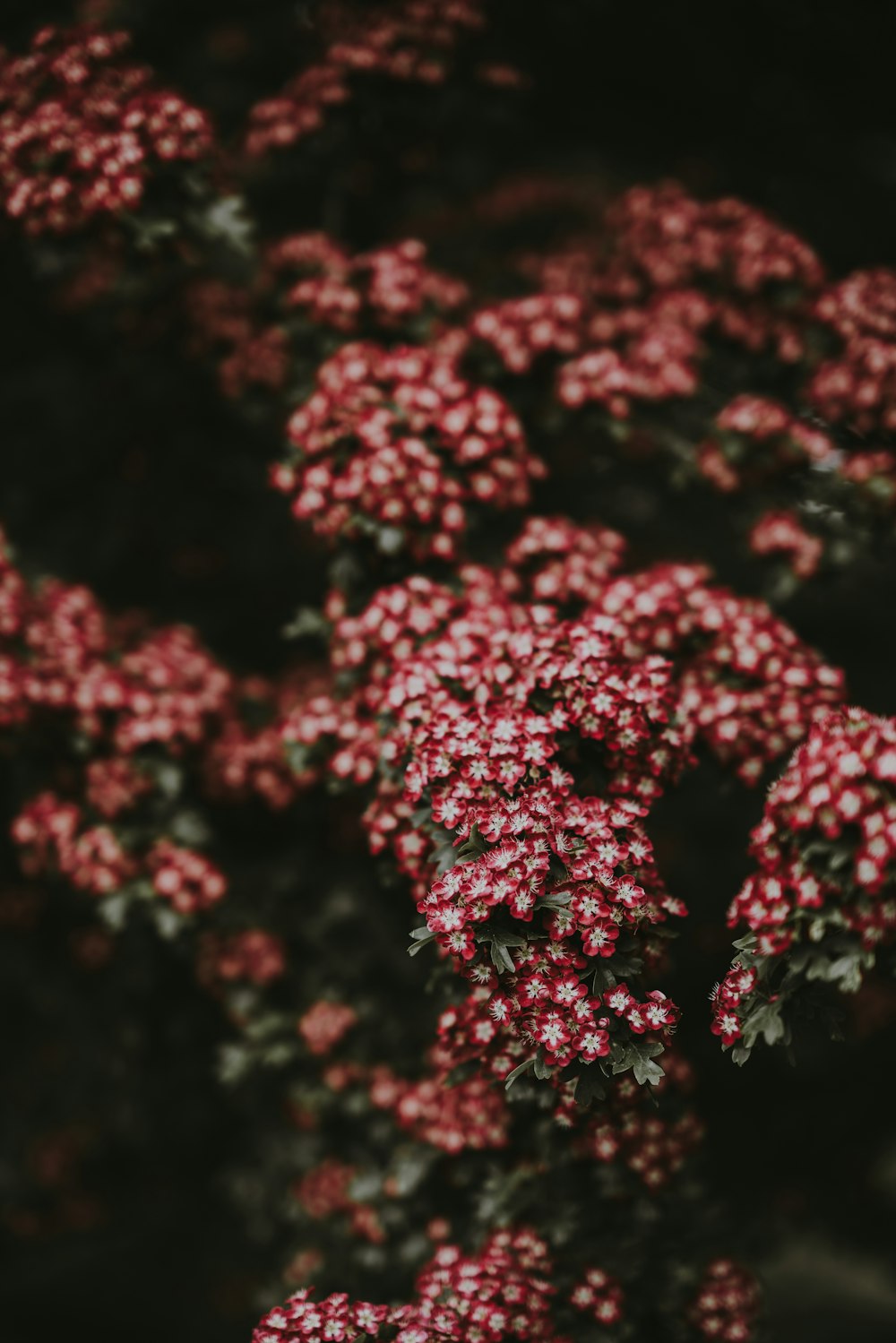 selective focus photography of white-and-red flowers