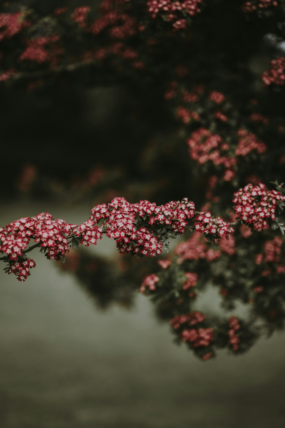 blooming pink-and-white petaled flower in selective focus photography