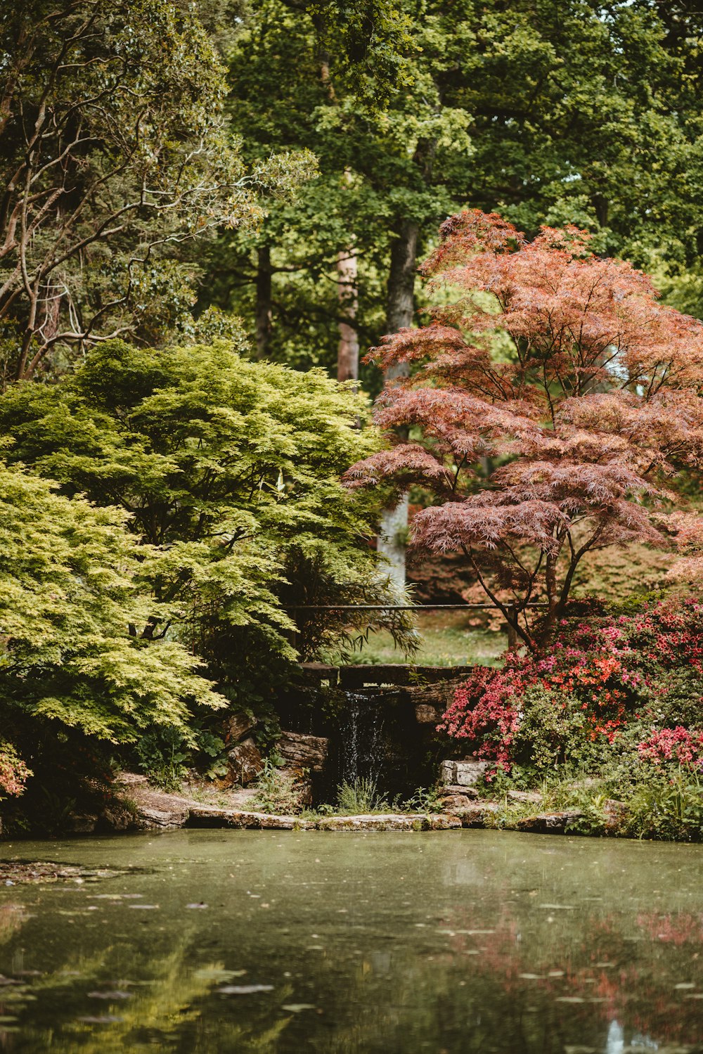 green and red trees and pond