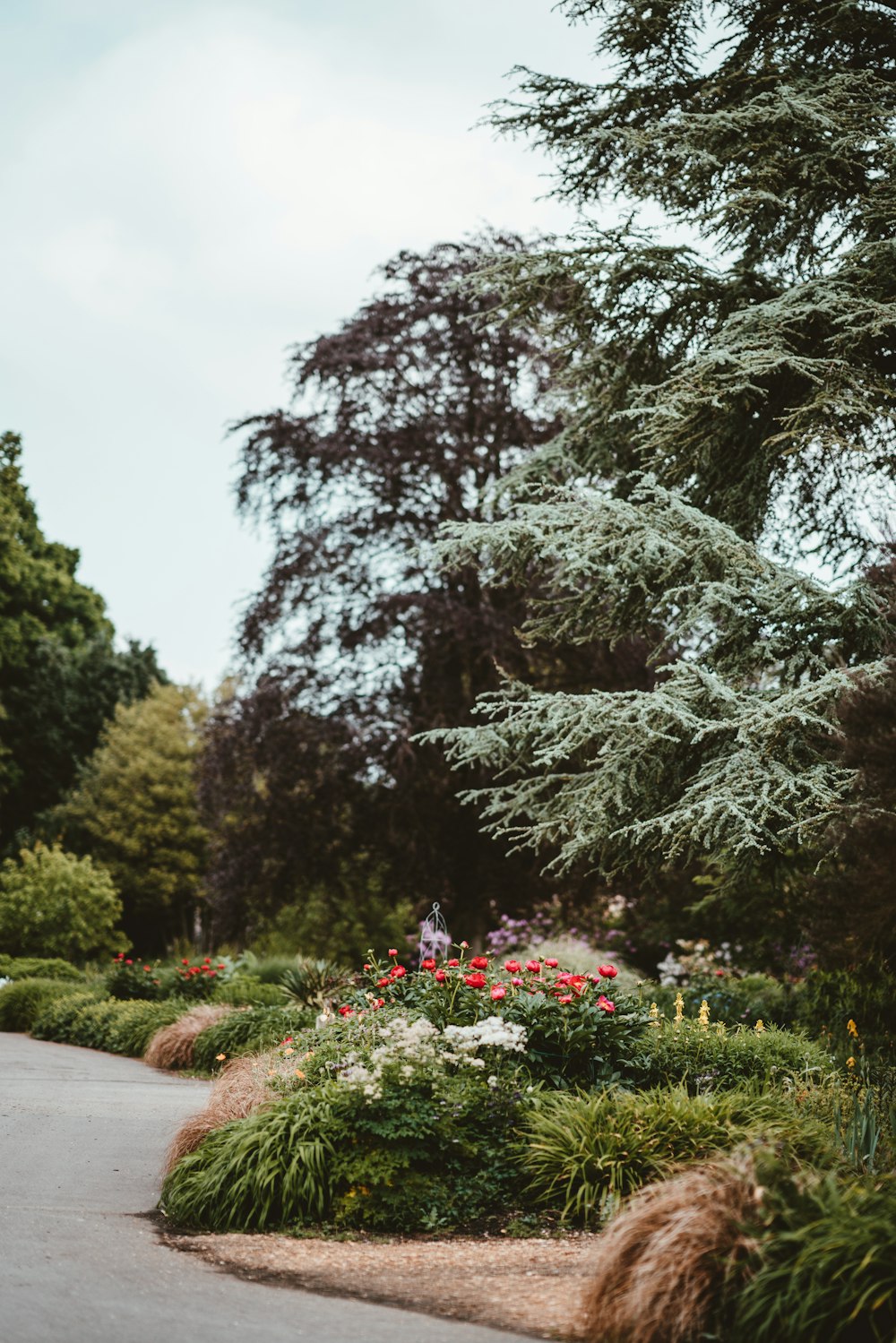 green leaf plant and trees beside gray pathway