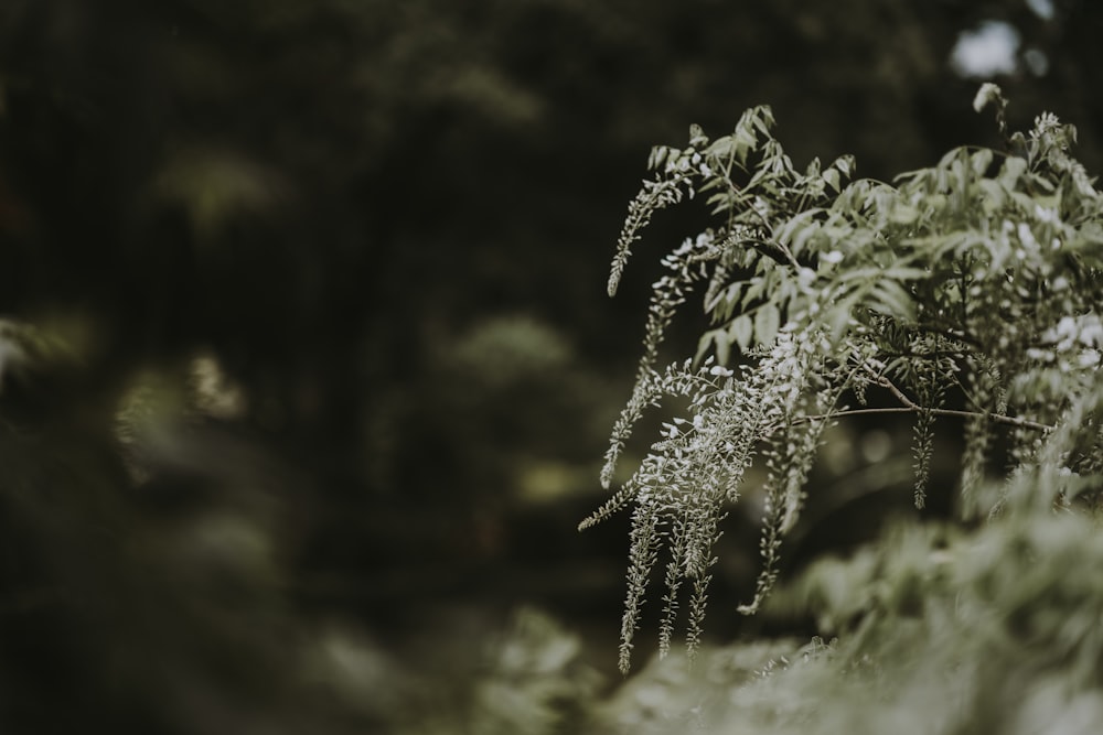 green leafed plant