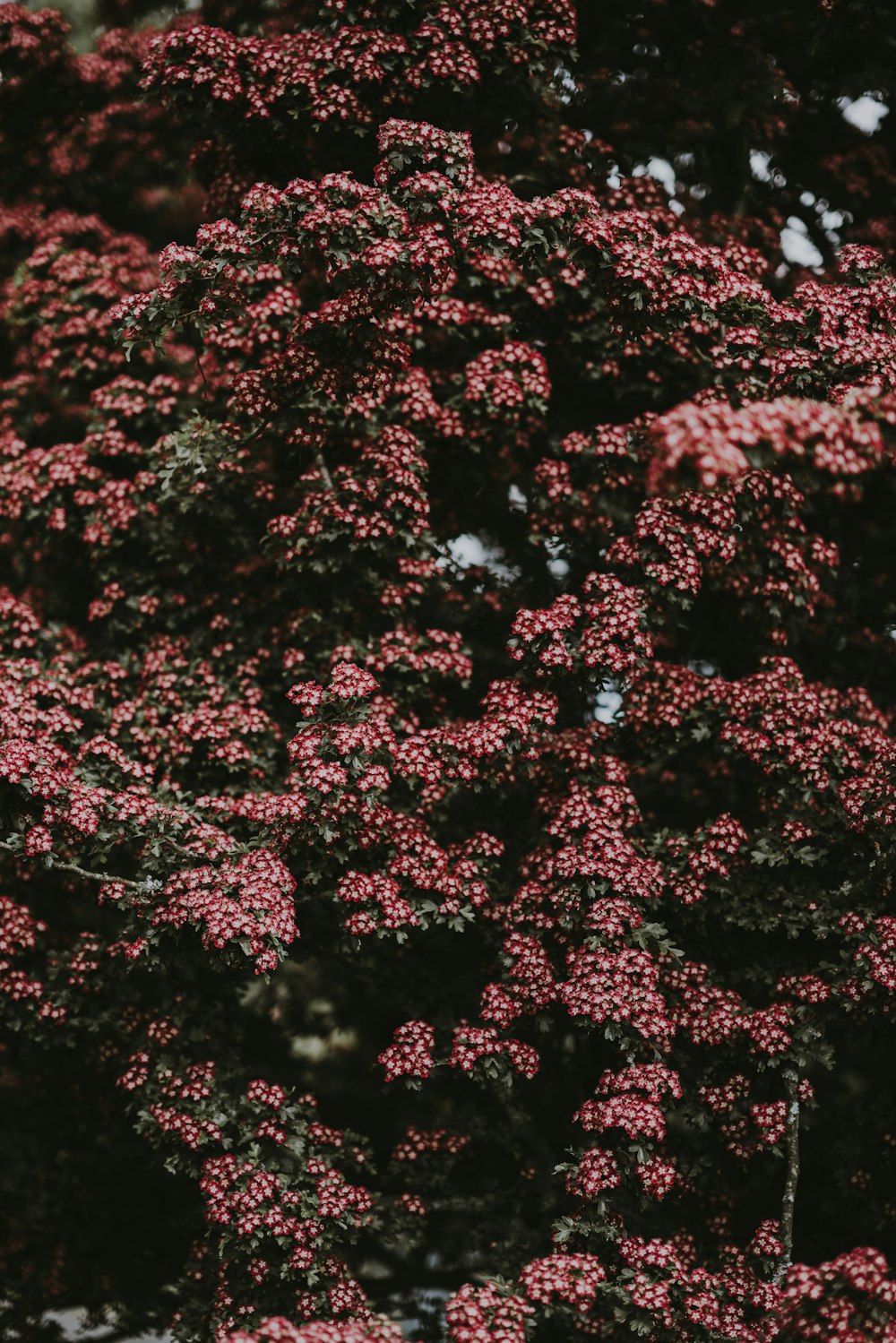 pink flowers field