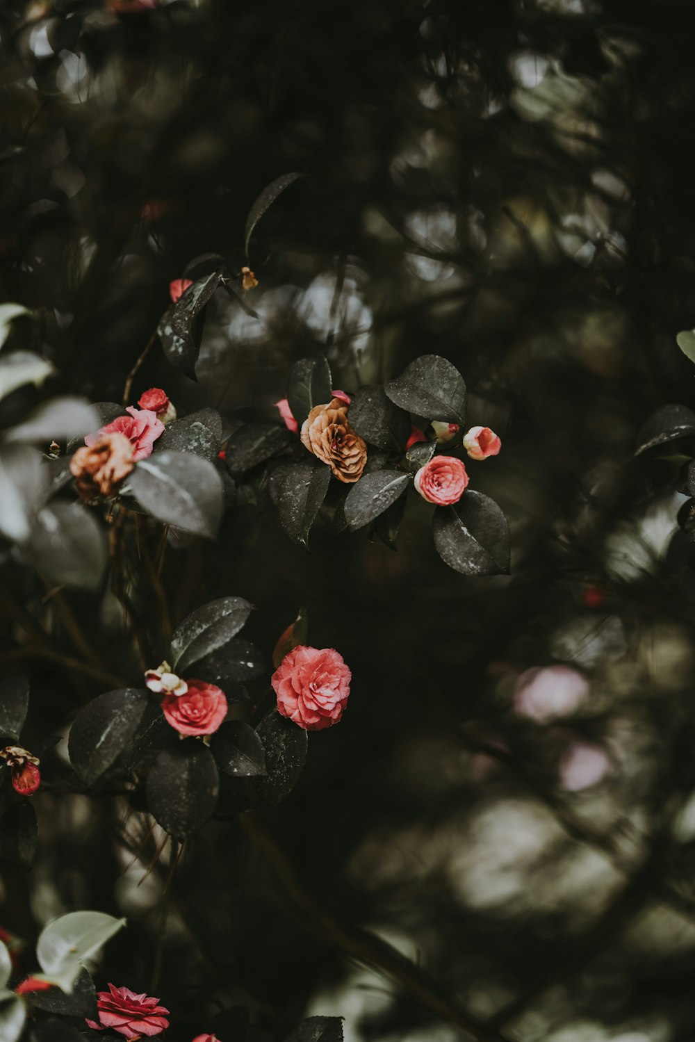 selective focus photography of pink petaled flower