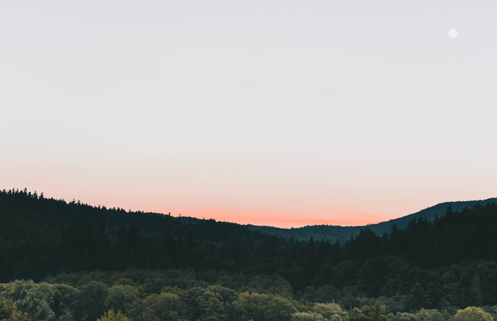 silhouette photograph of green bushes under grayish sky