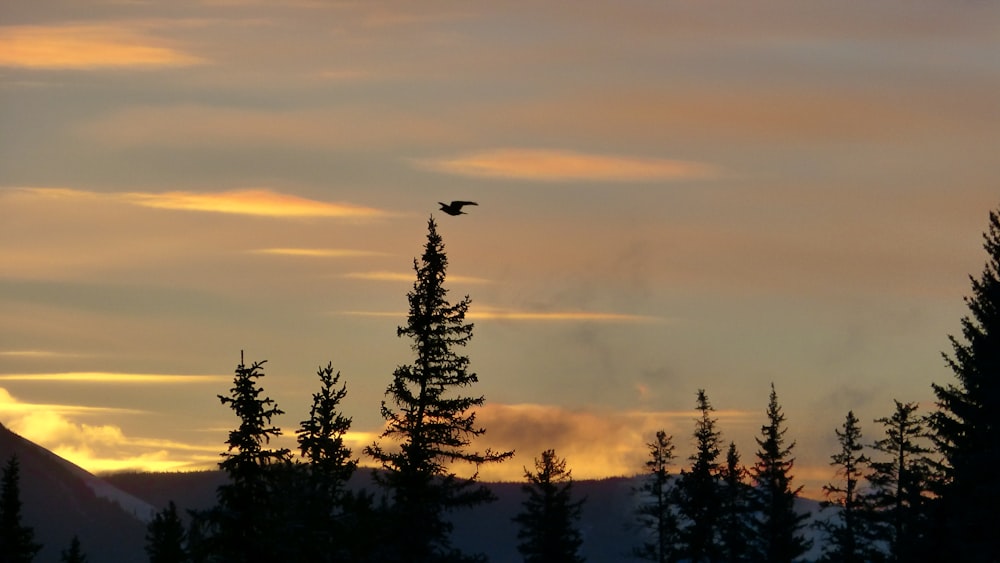 trees and mountains in sunset photo