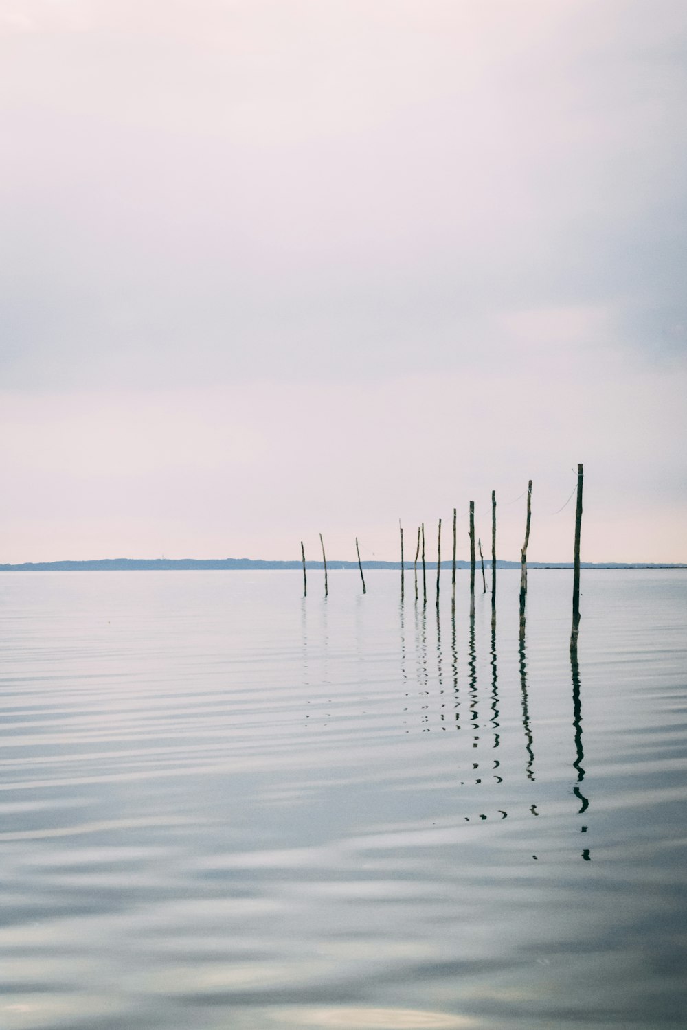 tree branches in body of water