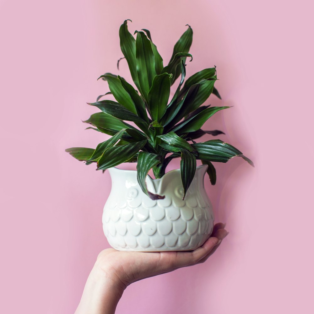 personne tenant un vase de plante avec une plante