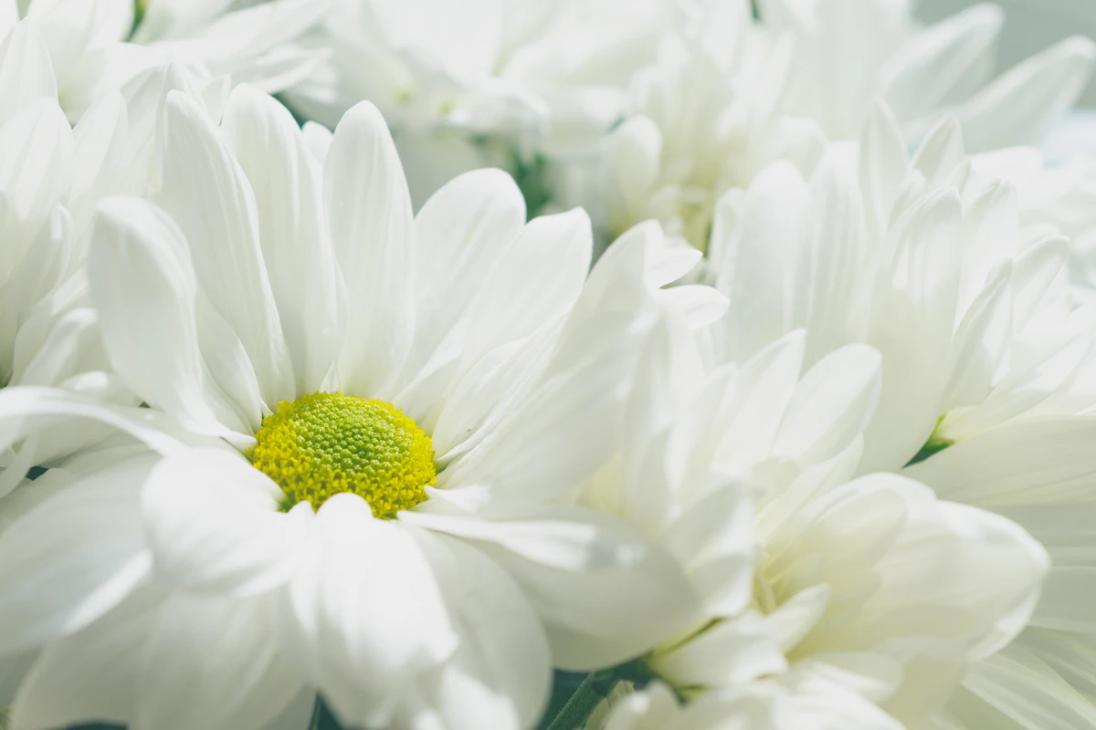 White flowers in soft light