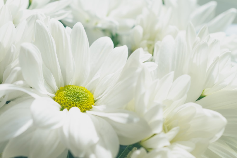 fleurs aux pétales blancs