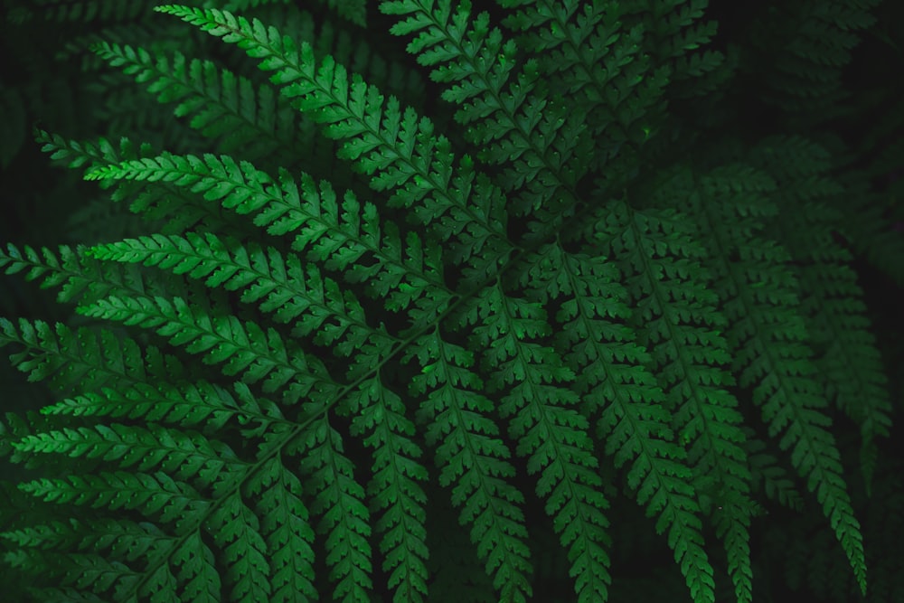 green leaf fern