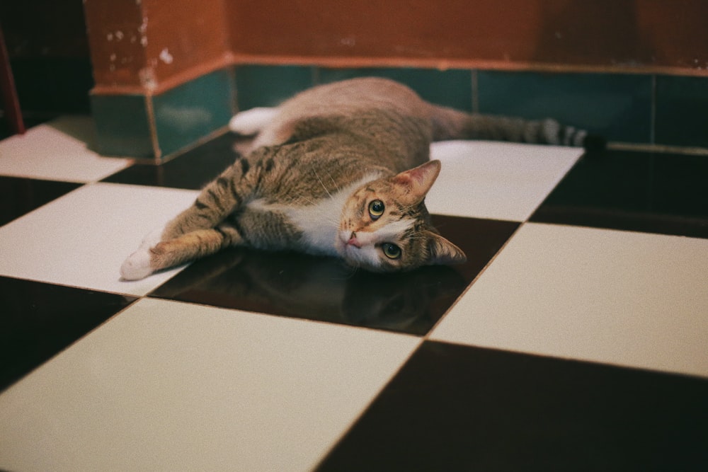 바닥에 누워있는 회색 줄무늬 고양이
