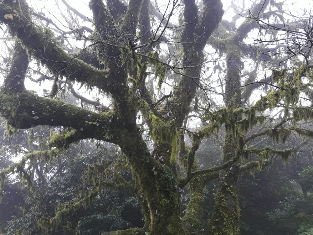 brown tree covered by vines