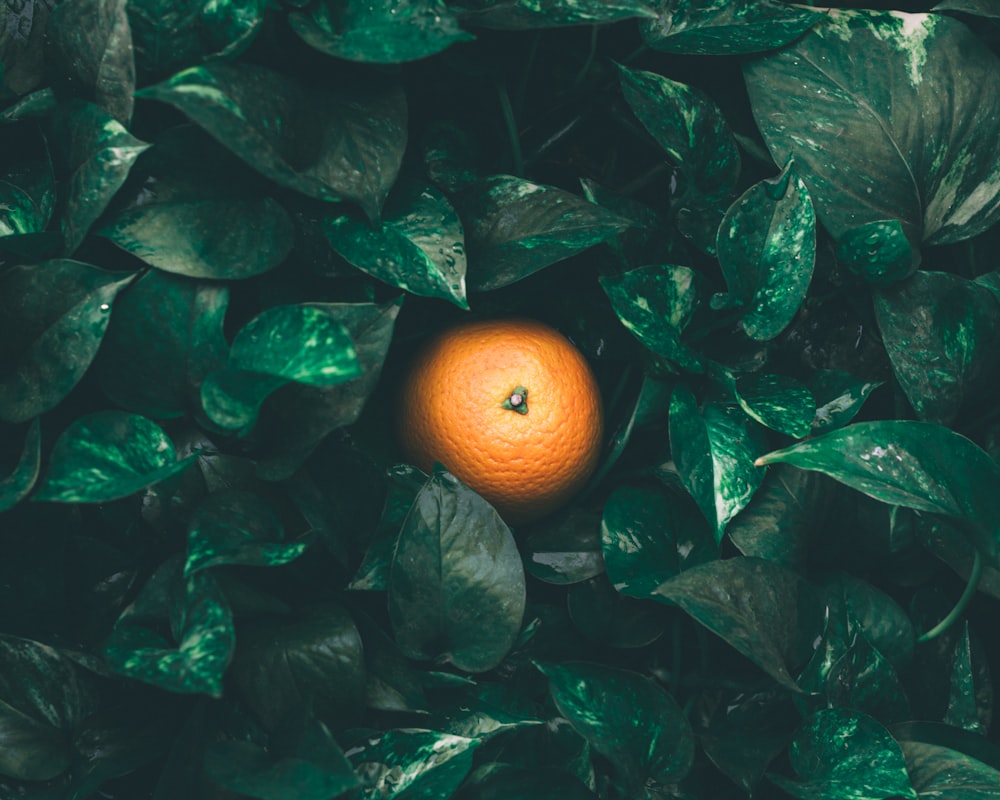 focused photo of orange fruit