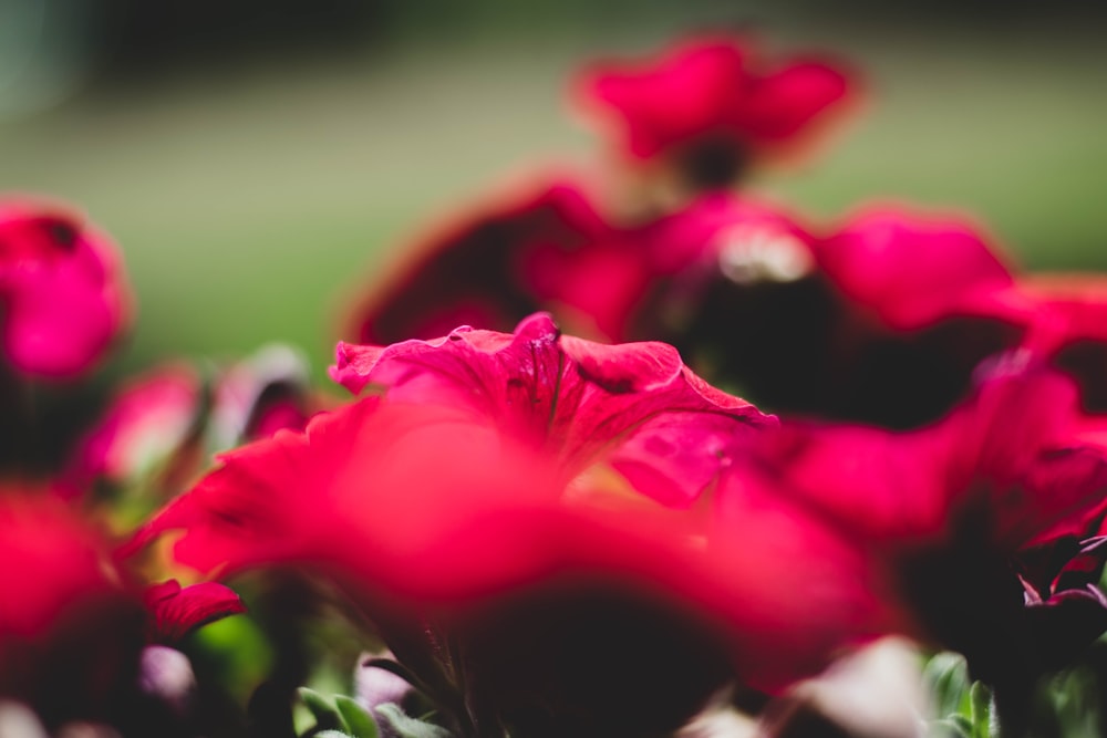 close-up photography of red flowers