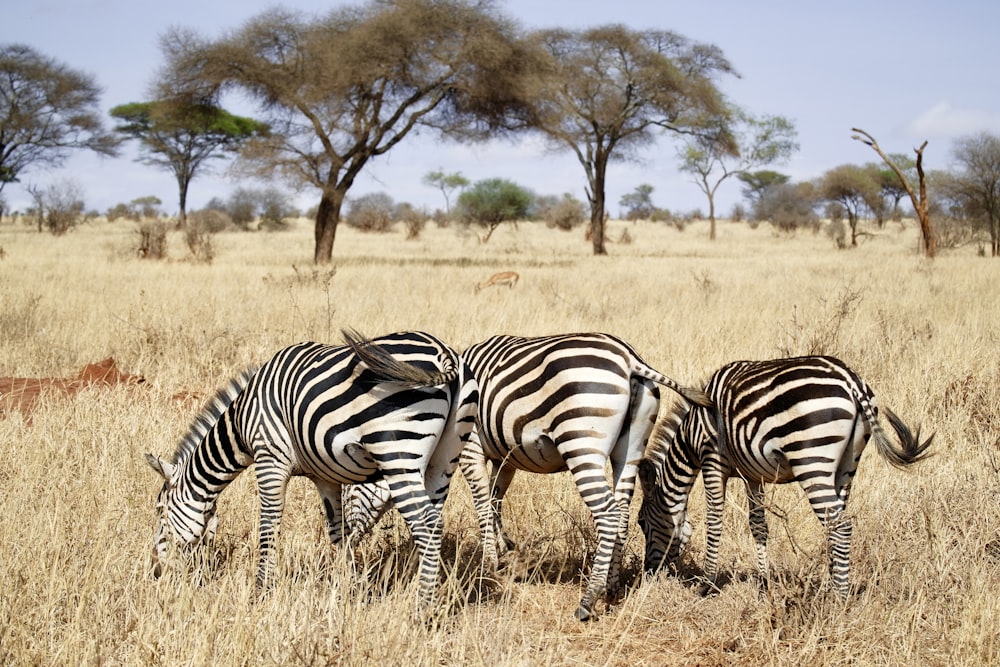 three zebras eating grass