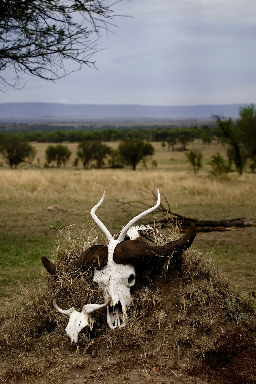 cráneo de animal blanco en tierra