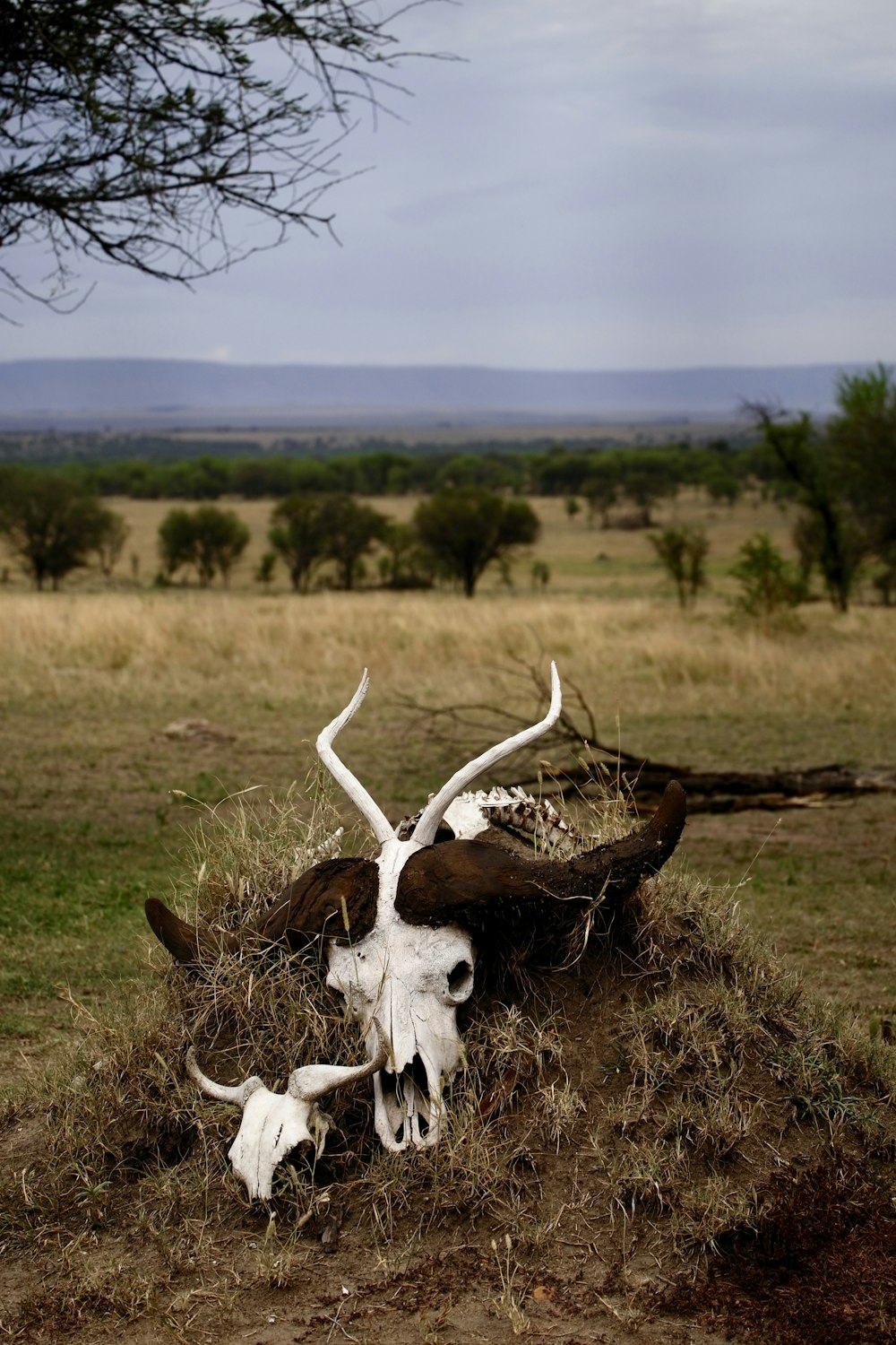 white animal skull on dirt