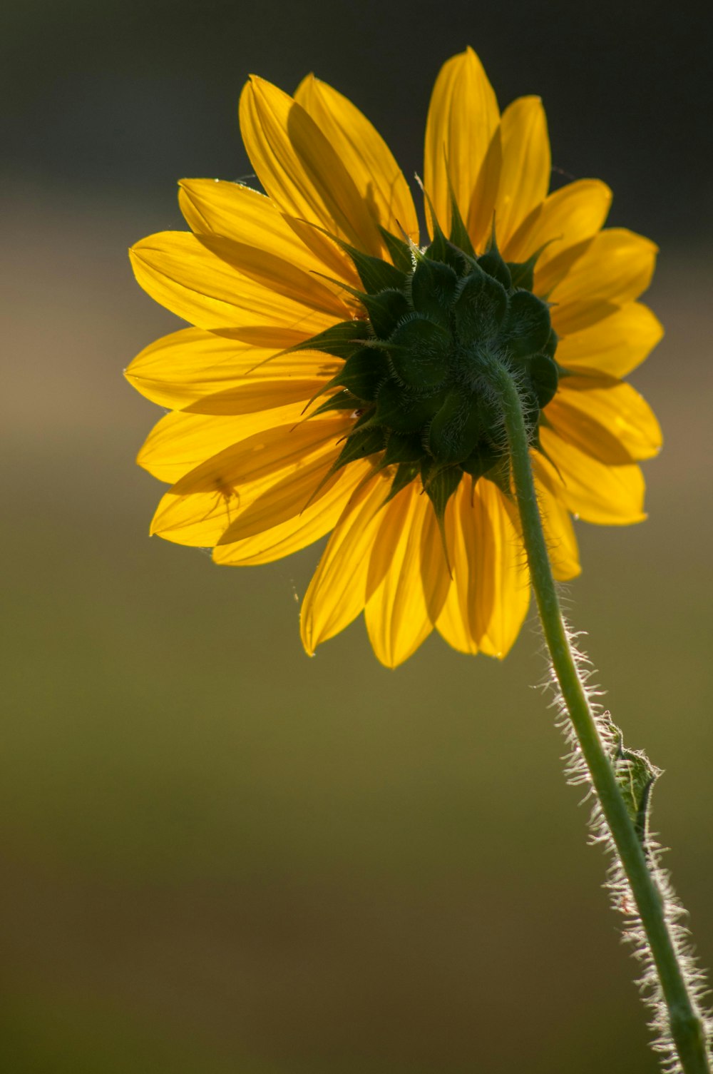 yellow flower in tilt shift lens