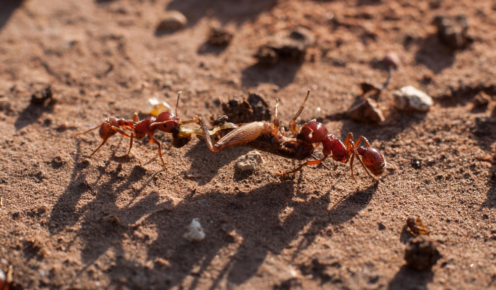 昼間の茶色の砂の上の茶色のアリ