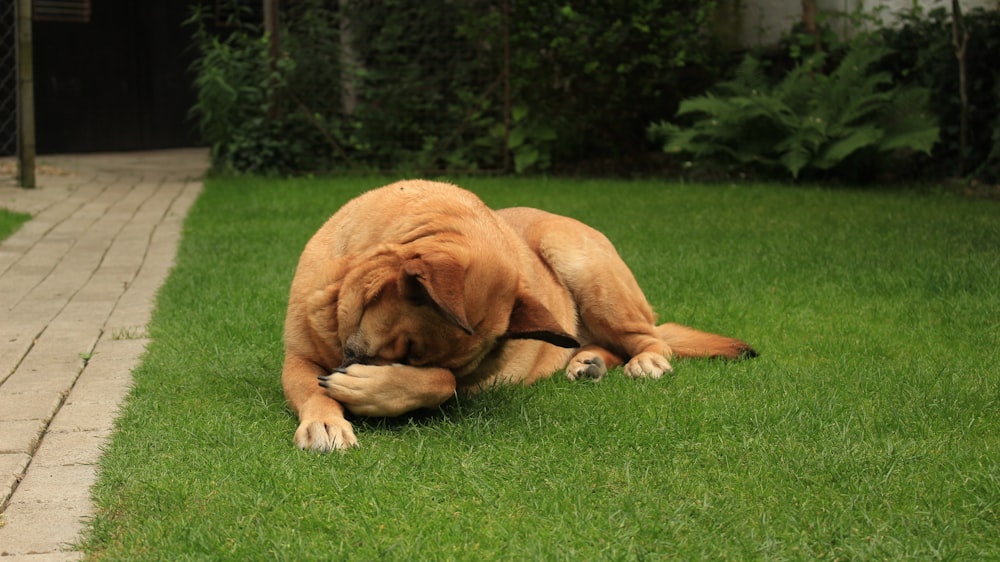 adult brown American Staffordshire lying on grass lawn