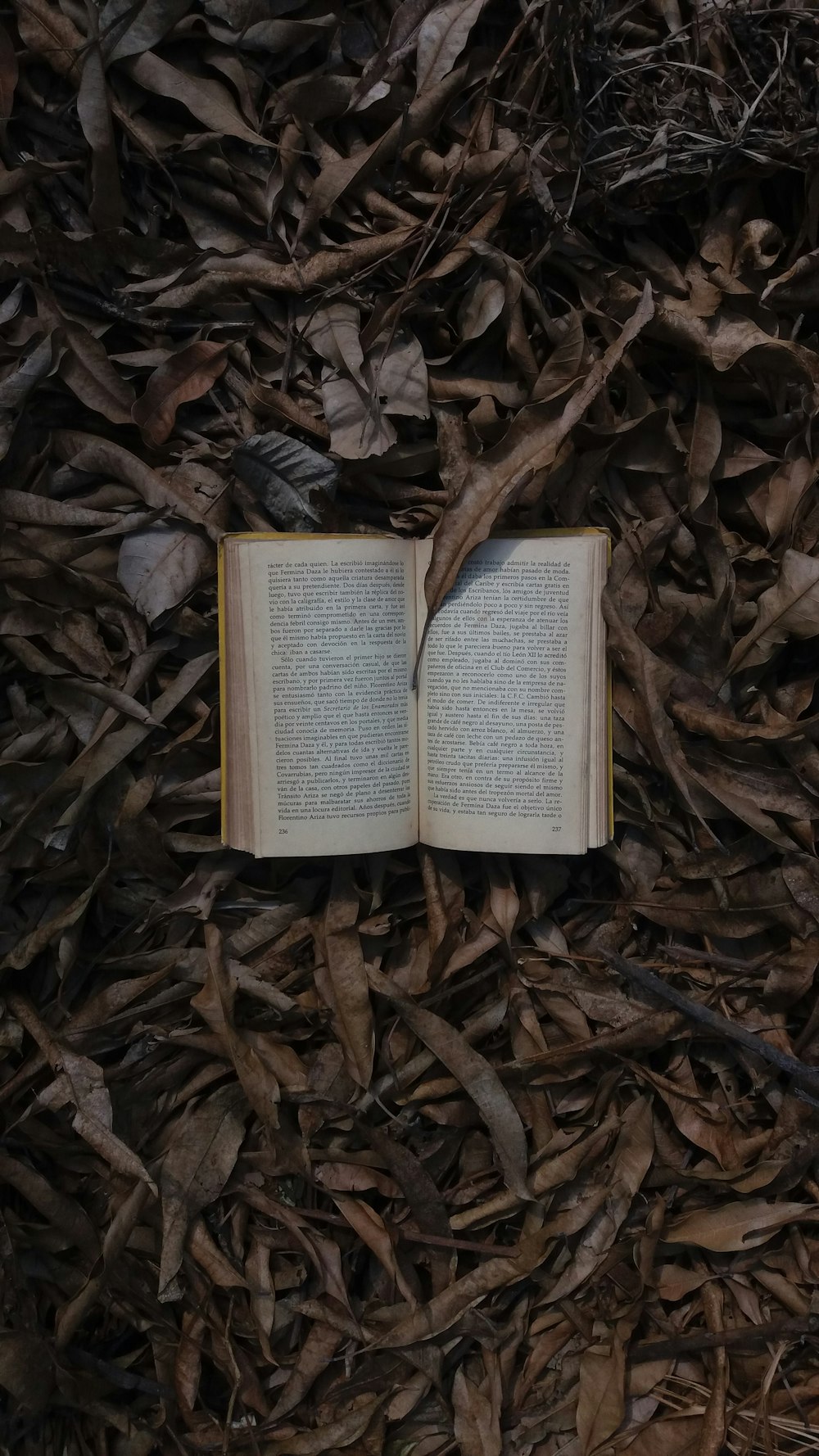 book open on dried leaves top-view photography
