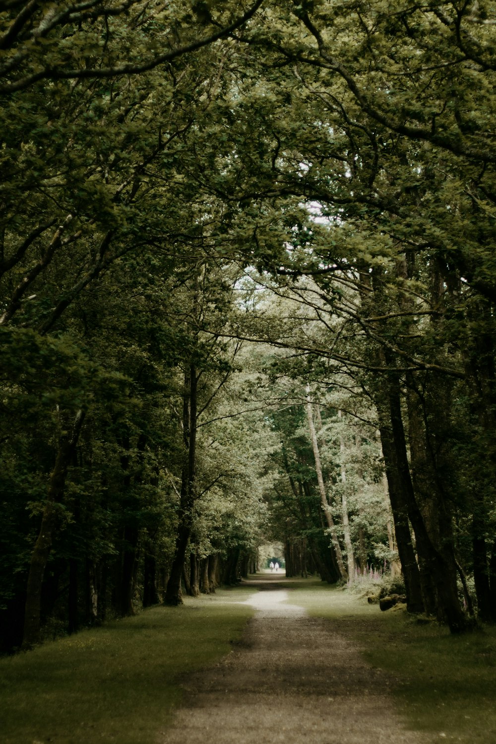 Sentier pédestre entre les arbres verts