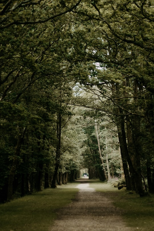 footpath between green trees in New Forest District United Kingdom