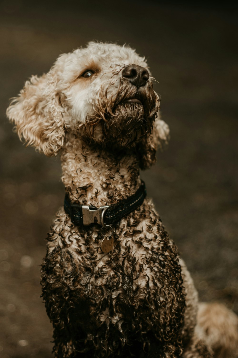 gebeizter Hund mit Halsband