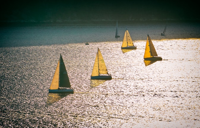 Golden sailboats glowing in the early morning light over Tampa Bay.