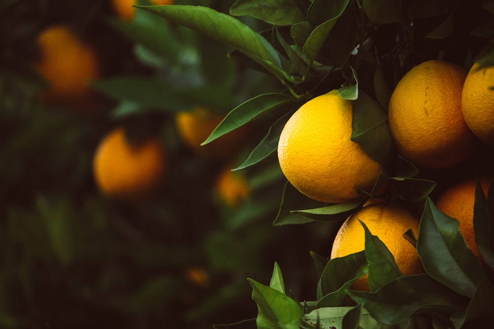 selective focus photography of calamondin plant