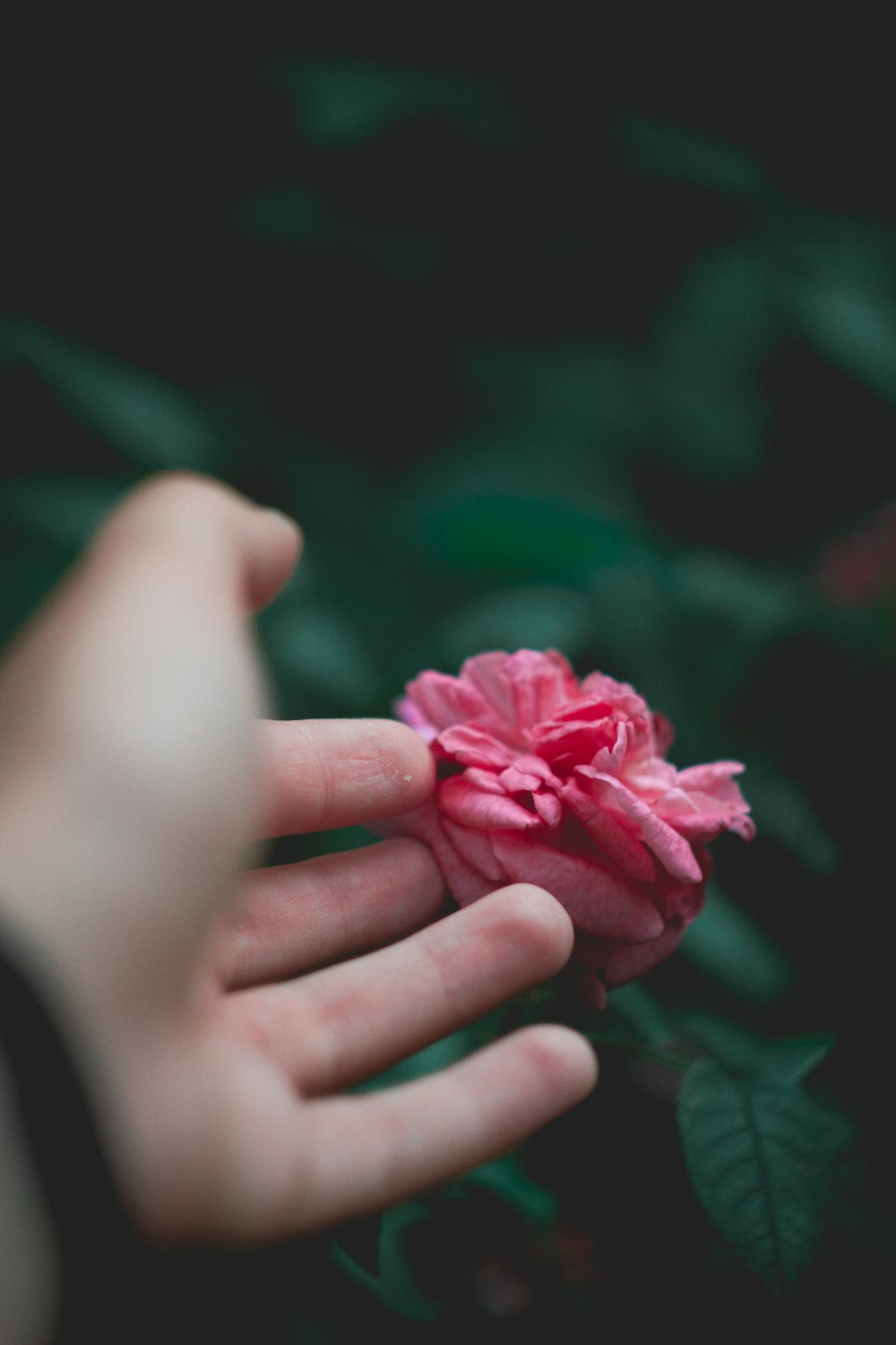 person holding red petaled flower