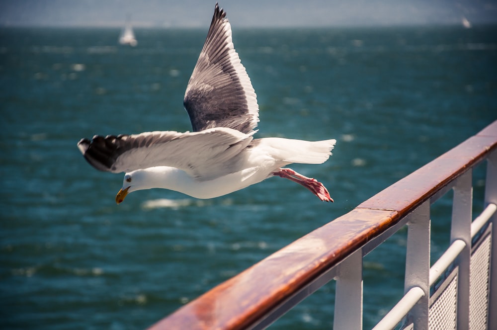 white bird flying from rail