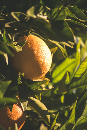 A close-up of fresh, dew-kissed oranges hanging on a sunlit tree branch.