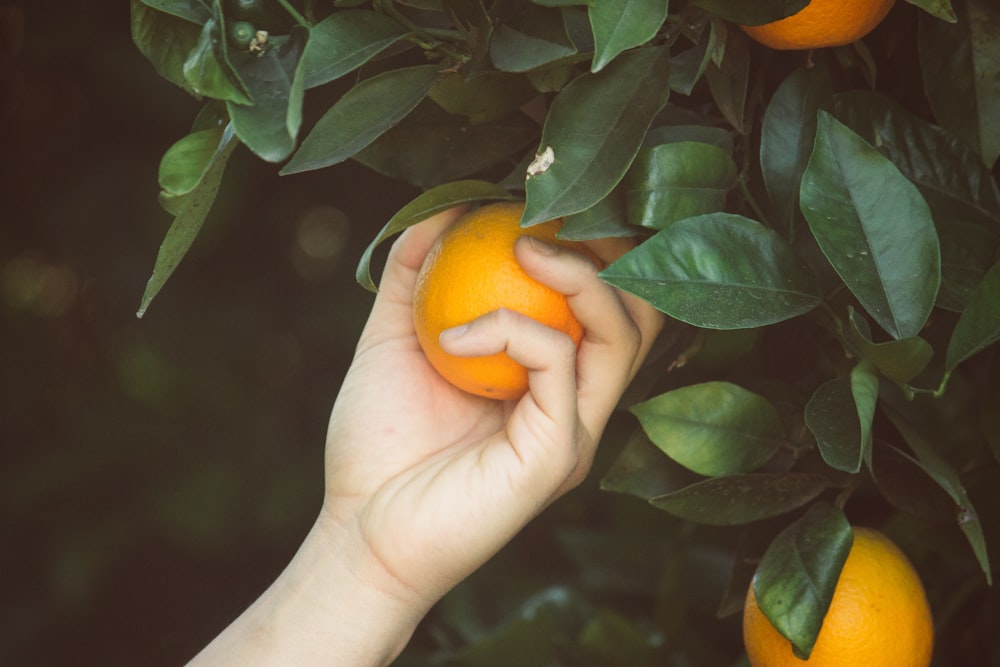 pessoa colhendo frutas laranja