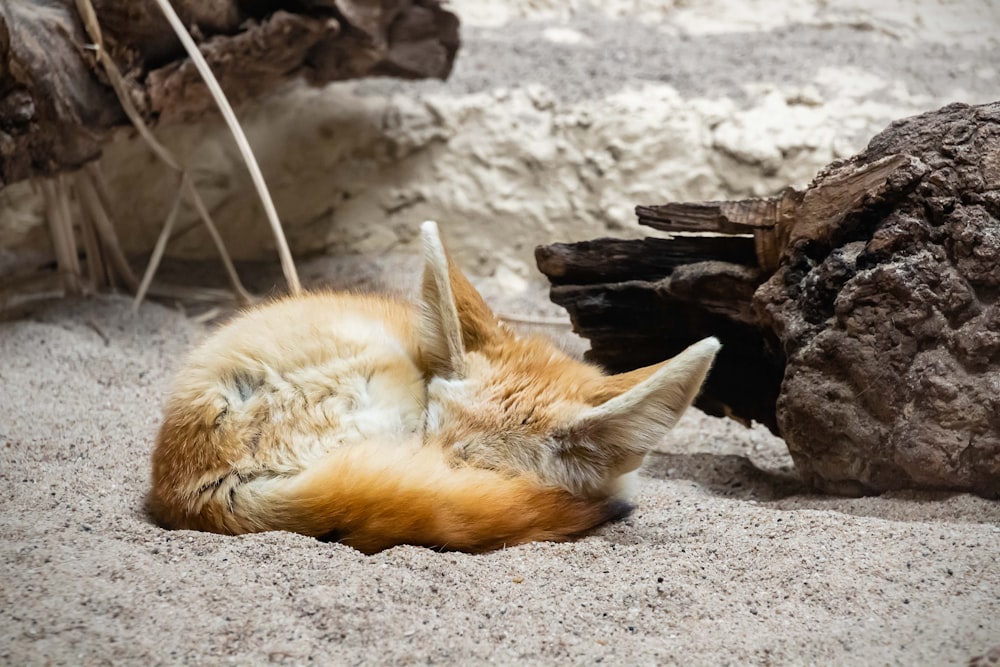 orange kitten on gray sand