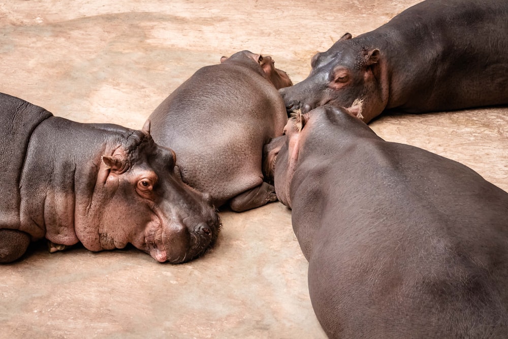 trois hippopotames couchés ensemble sur le sol