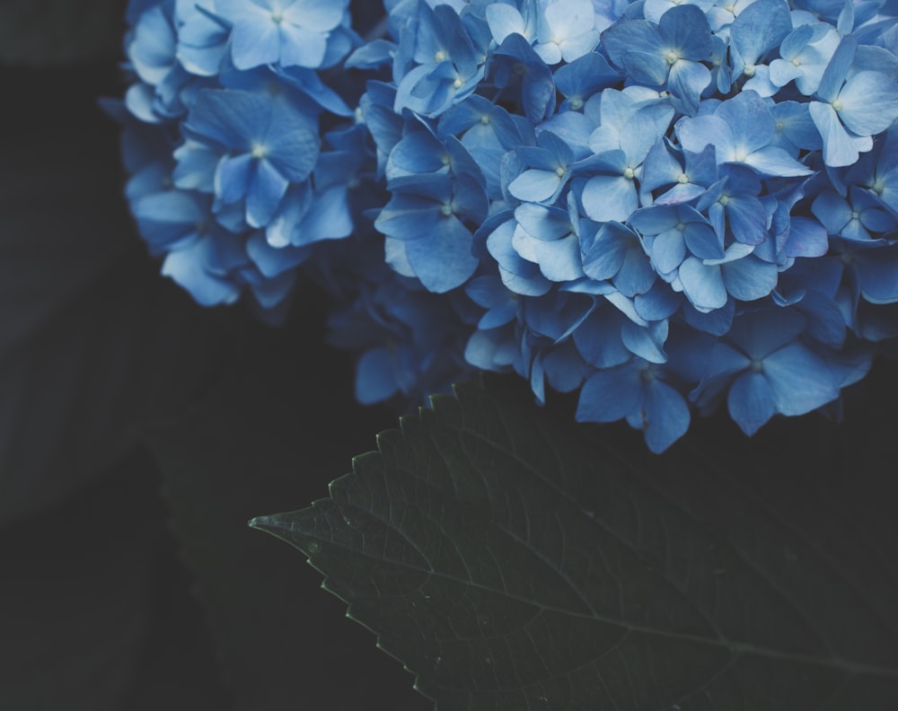푸른 꽃 식물