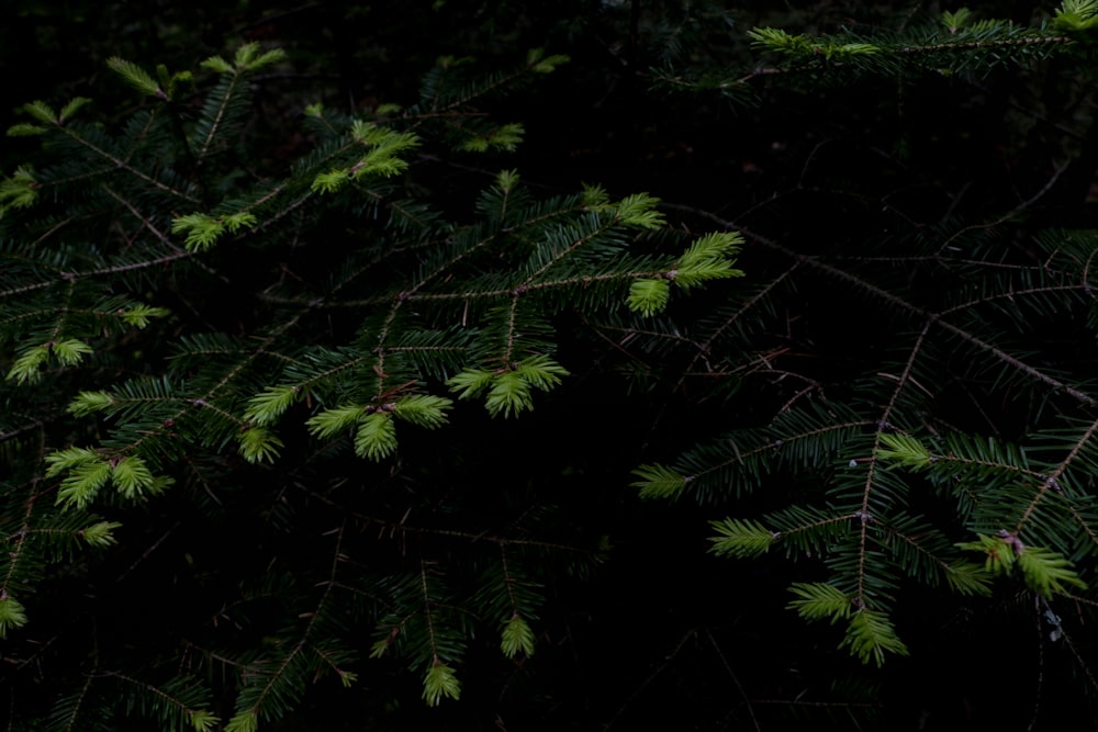 green fern plant during daytime