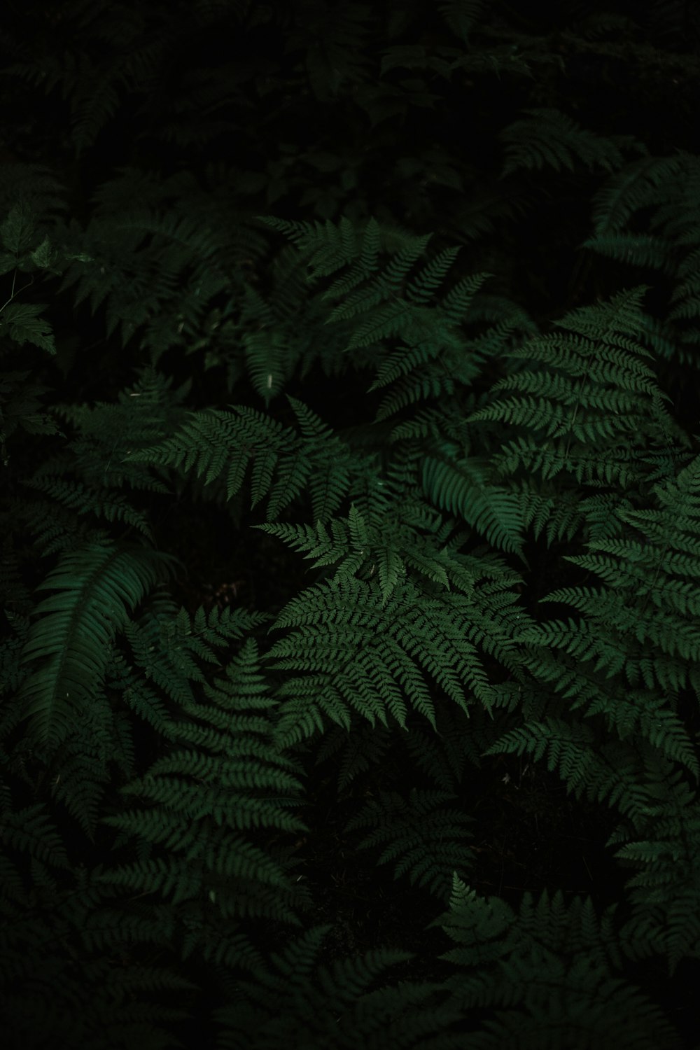 photo of Boston fern