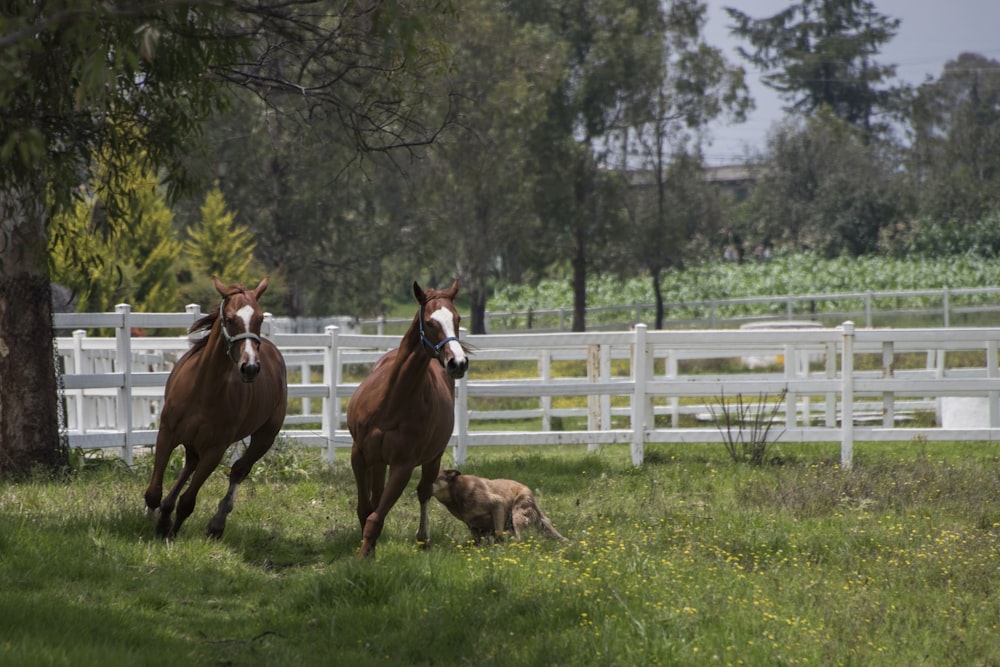 two brown hoses on grass