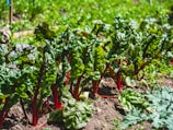 A lush green vegetable garden with vibrant red stems and rich green leaves, growing in neat rows on rich, brown soil. The plants appear healthy and well-tended, soaking in ample sunlight, with the backdrop of a bright and lively garden setting.