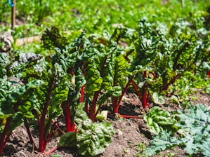 A lush green vegetable garden with vibrant red stems and rich green leaves, growing in neat rows on rich, brown soil. The plants appear healthy and well-tended, soaking in ample sunlight, with the backdrop of a bright and lively garden setting.