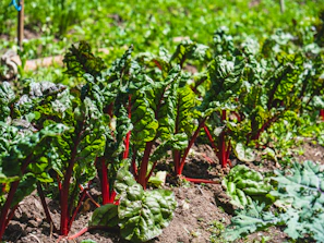 Sunlit home garden with rows of thriving vegetable plants