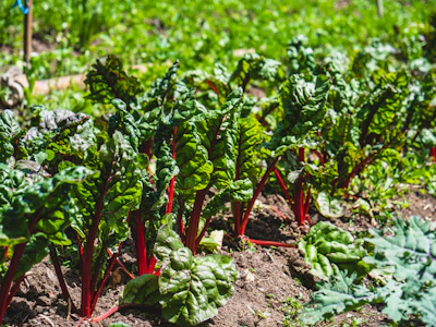 A team of workers tending to a vibrant vegetable garden.