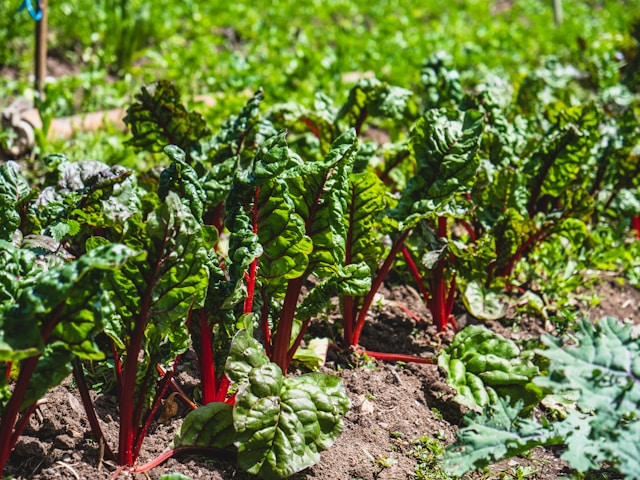 A lush green vegetable garden with vibrant red stems and rich green leaves, growing in neat rows on rich, brown soil. The plants appear healthy and well-tended, soaking in ample sunlight, with the backdrop of a bright and lively garden setting.